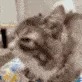 petting