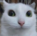 CatStare