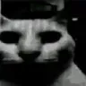 uncannycat uncannycat