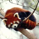 redpanda_cuddle