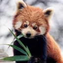redpanda_nom