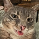 cat_smirk custom emote - The Lumberyard™