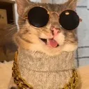 coolcat