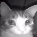 mreow