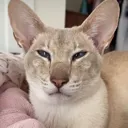 annoyed