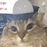 CE_CatAlert2 CE_CatAlert2
