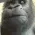 monkewaitgorillaeatingmeme25