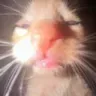 mehcat mehcat