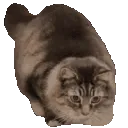 catwiggle