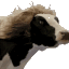 majesticbeautifulcow