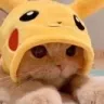 orange_cat_pika_cute
