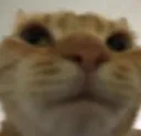 catmhm