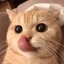 nom_nom