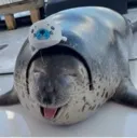 sillybillyseal