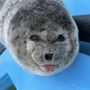 bleh