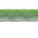 H5_1Lizard2