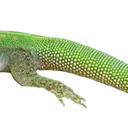 H5_1Lizard3