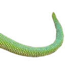 H5_1Lizard4