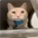 Talking_cat Talking_cat