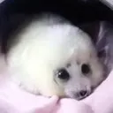 plobble