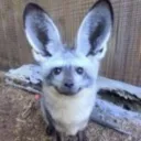 babyfunnyfox