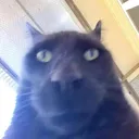 BOSNIANCAT
