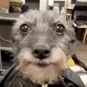 dogstare
