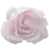 00_rose