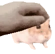PetHammy