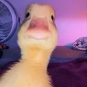 duck_stare