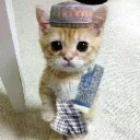 gaza_muslim_cat
