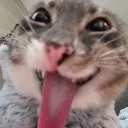 Tonguecat