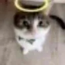 innocence innocence