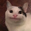 beluga Discord Emoji from '' ₊🌷⁺ Ask To DM ❥ Egirls ❥ Nitro ❥ Make Friends ❥ VC ❥ Tags ❥ Hangout ❥ Ask2DM ❥ Sfw ❥ Non Dating