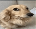LcoRECORTAELEMOTEKILAR Discord emoji