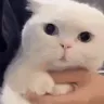 WHAT