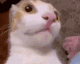 CatSurprised2x