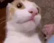 CatSurprised2x