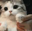13654catpaws animated GIF emoji | '' ₊🌷⁺ Ask To DM ❥ Egirls ❥ Nitro ❥ Make Friends ❥ VC ❥ Tags ❥ Hangout ❥ Ask2DM ❥ Sfw ❥ Non Dating