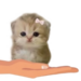 73526kitten Discord sticker | '' ₊🌷⁺ Ask To DM ❥ Egirls ❥ Nitro ❥ Make Friends ❥ VC ❥ Tags ❥ Hangout ❥ Ask2DM ❥ Sfw ❥ Non Dating