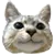 blushcat