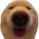 happydoggo