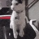 TheShiggyWiggy