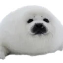 SealCute