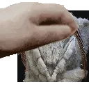mothpet
