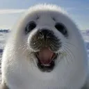 yippee