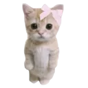 watcat