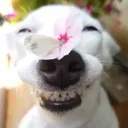 yippee yippee