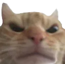 angrycat