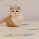 catArriveExplode
